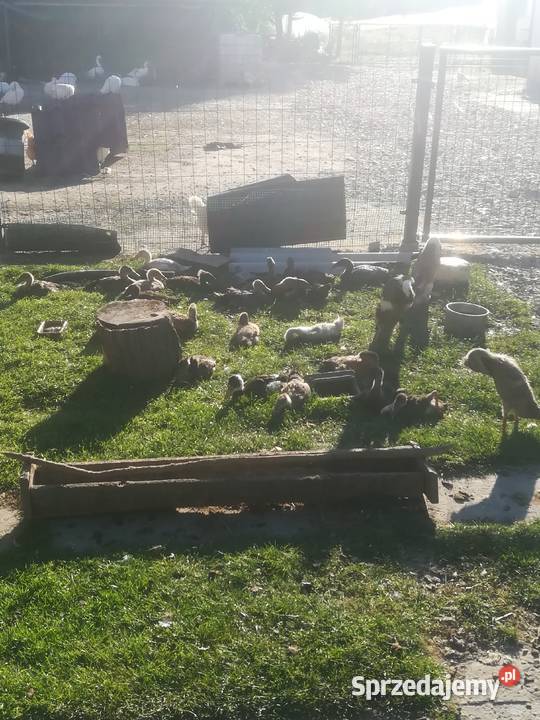 sprzedam kaczki biegusy 110