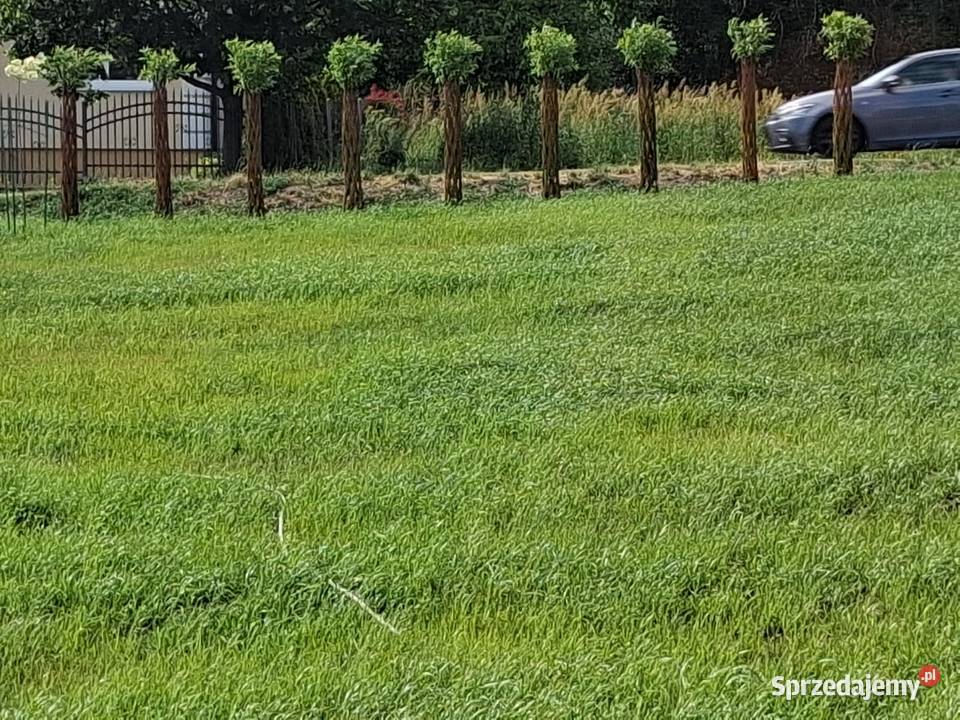 Wierzba pleciona drzewko wiklinowe podkarpackie Rzeszów sprzedam