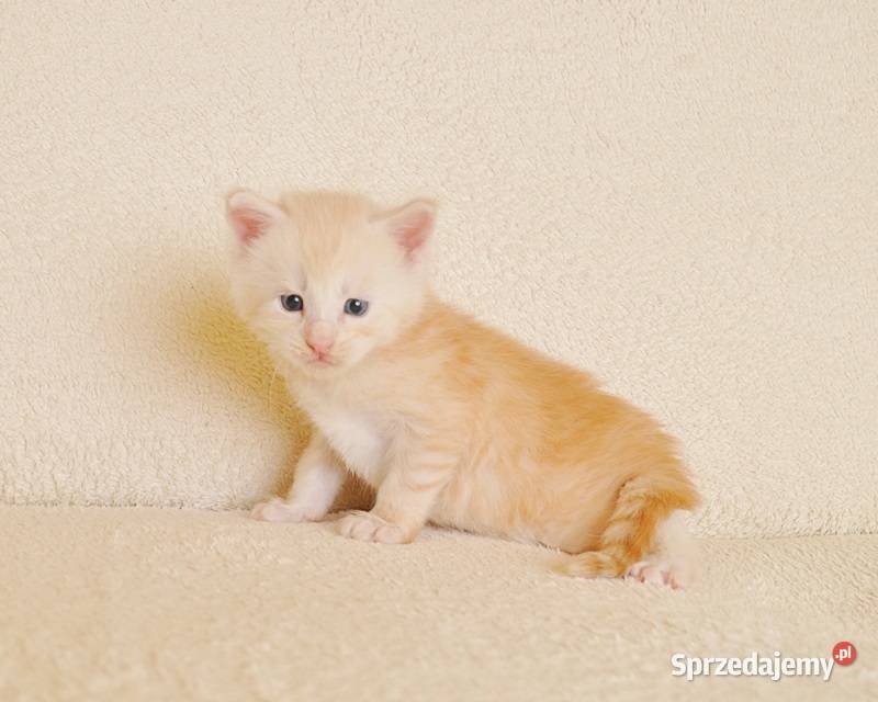 Śliczny kocurek Maine Coon LEGALNA HODOWLA Białystok