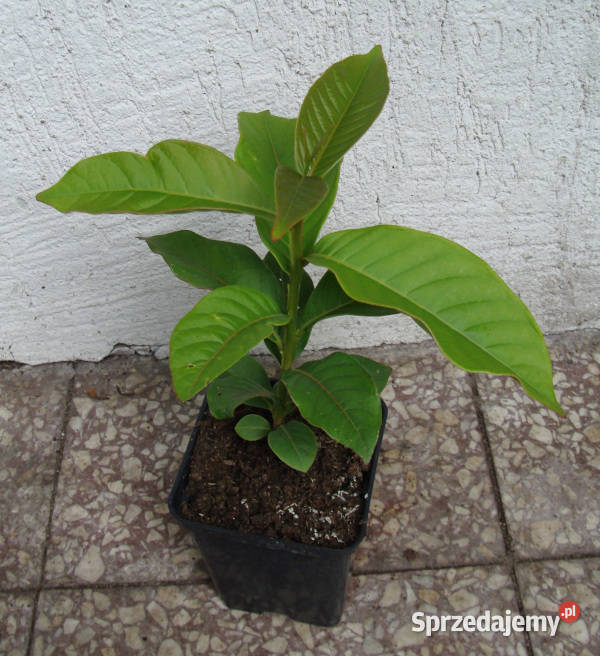 LAGERSTROEMIA WSPANIAŁA FIOLETOWA sadzonki w Ustronie sprzedam