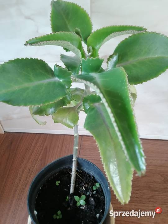 Żyworódka roślina lecznicza wysokość 45Kwiat Łódź