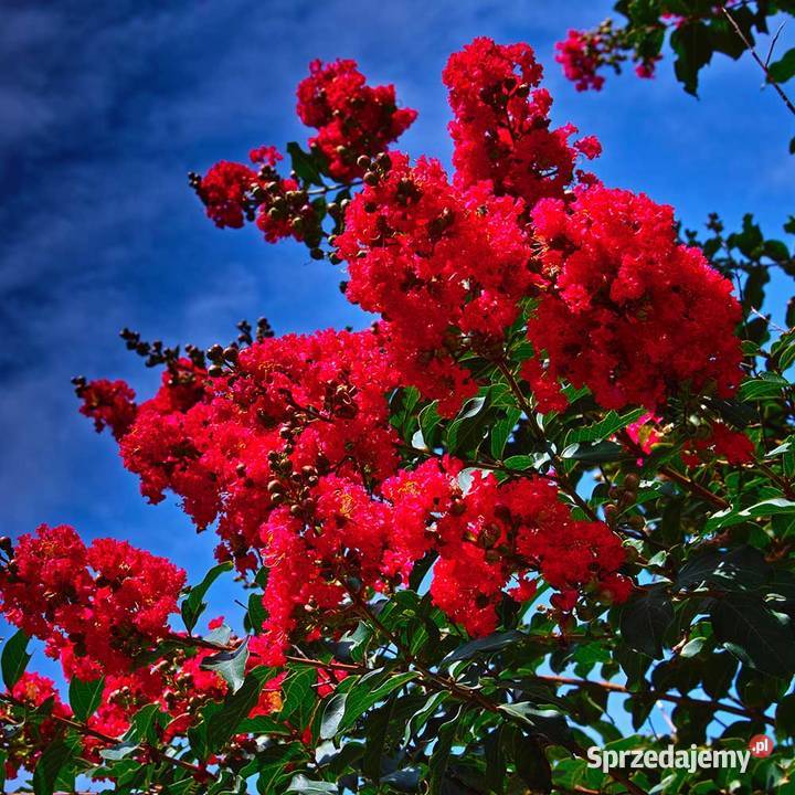 Lagerstroemia Petite Red Opole
