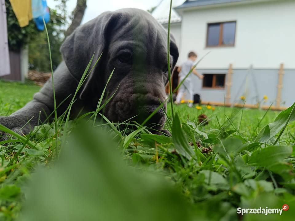 Dog niemiecki Słopnice sprzedam