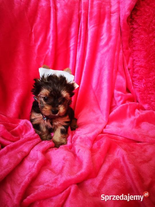 Kolorowe Yoreczki Yorkshire Terrier samce York