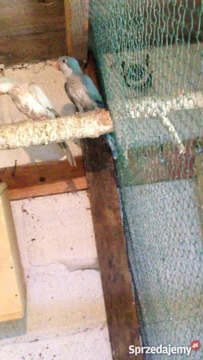 Papuga Mnicha Nizinna niebieska samica małopolskie Wawrzeńczyce