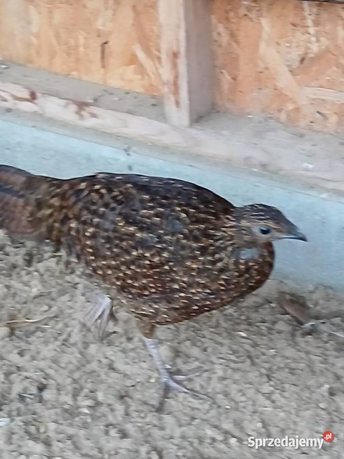 Bażanty tragopan satyr samice pomorskie Prabuty sprzedam