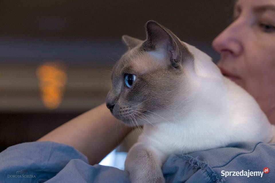 Kot tonkijski kocięta tonkijskie syjamski dolnośląskie Jelenia Góra