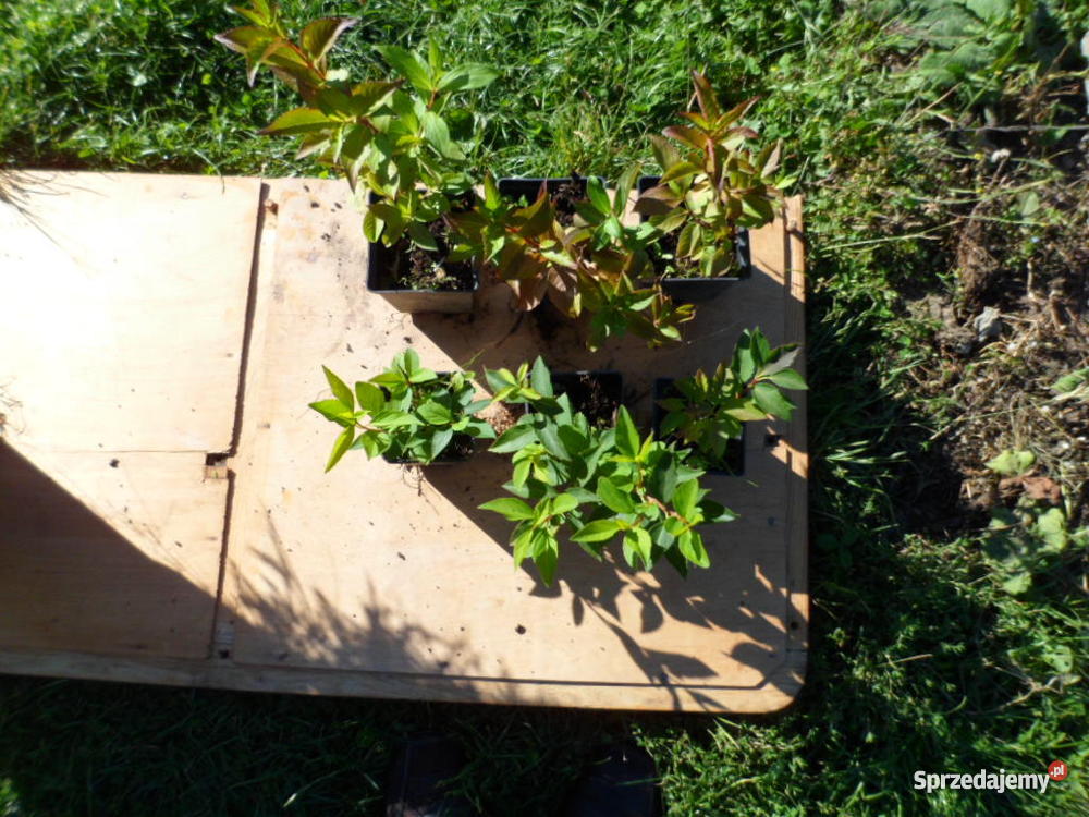 Krzewy ozdobne iglaki Mszczonów sprzedam