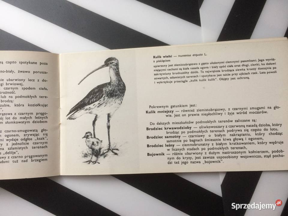 3558 Ptaki Wolińskiego Parku Narodowego Antykwariat Szczecin