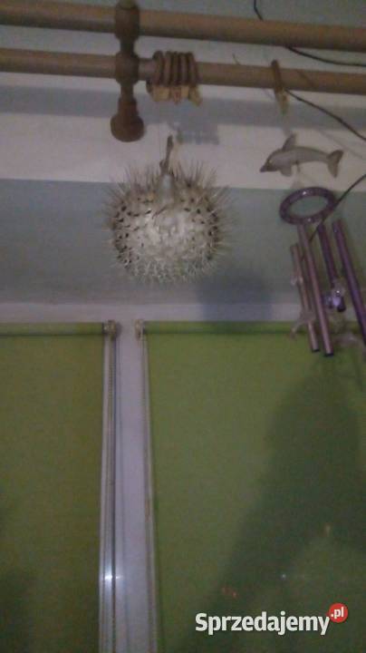 Ryba rozdymka spreparowana Pozostałe mazowieckie Warszawa