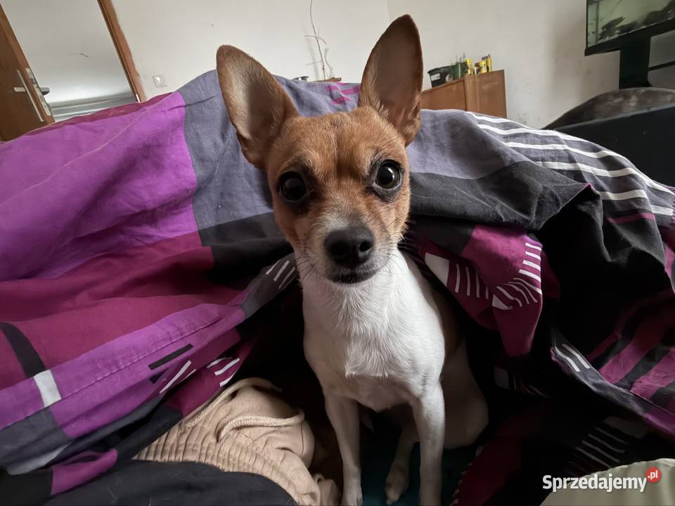 Przyjmę nieodplatnie papugę żako Łódź