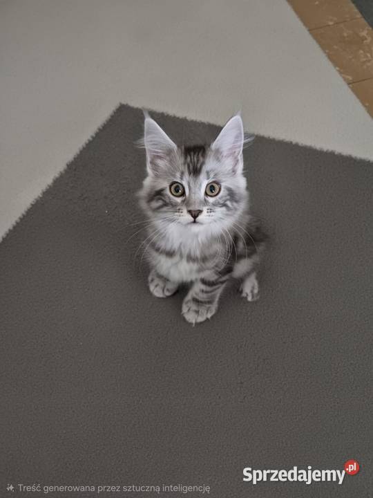 Kotki  MAINECOON Będzin