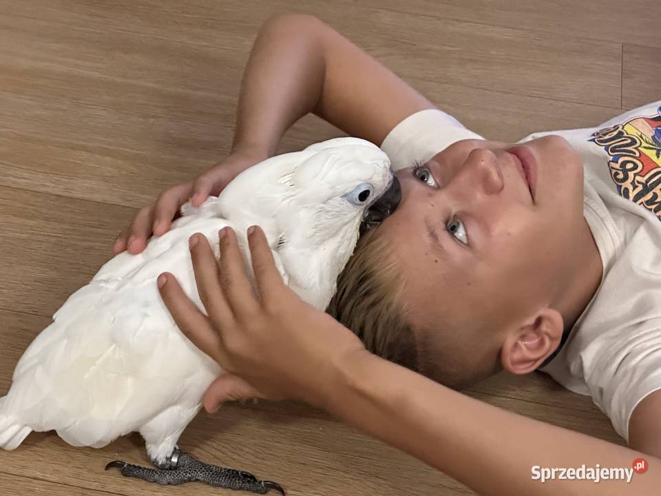 Kakadu Alba samiec oswojony ręcznie karmiony wielkopolskie Poznań