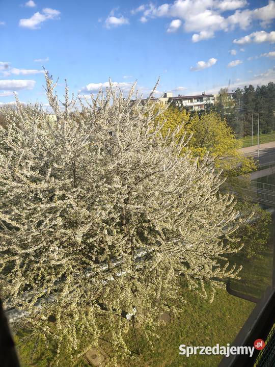 Sprzedam mieszkanie Siedlce 4767 m Nieruchomości