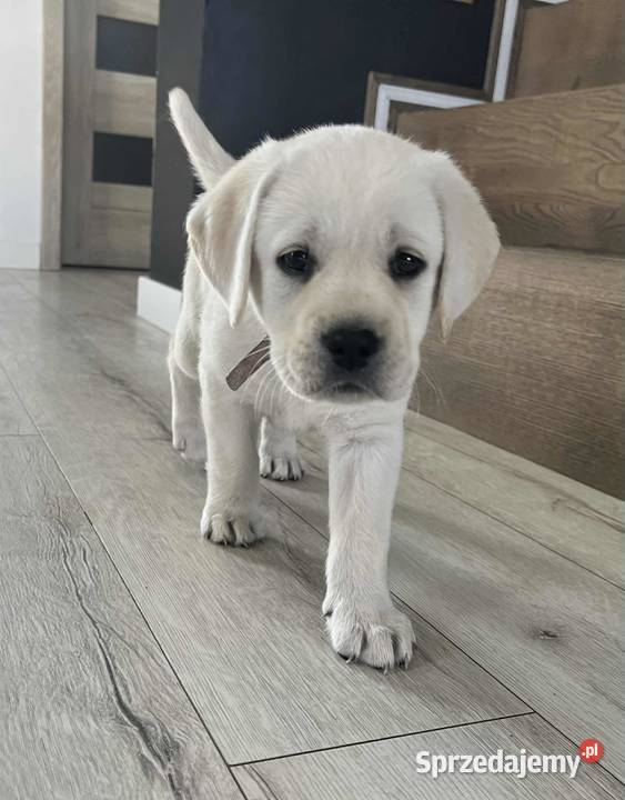 Labrador retriever ZKwPFCI suczka wolna chorób Toruń