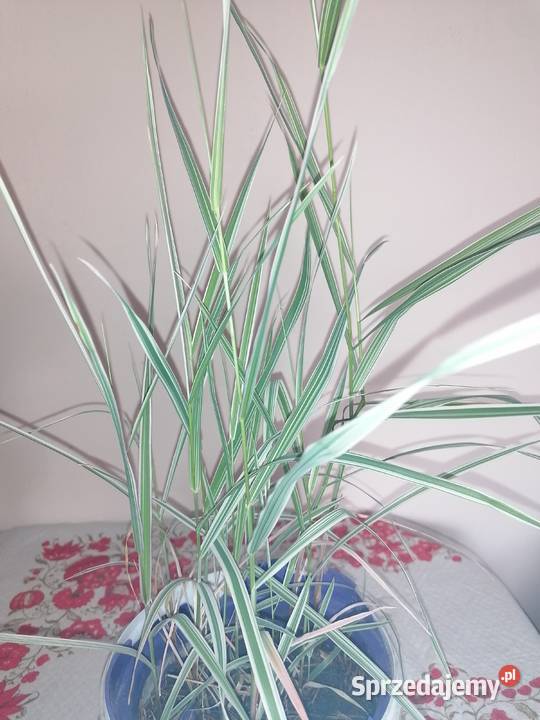 Marcinki jesienne kwiaty mrozoodporne łódzkie Łódź sprzedam