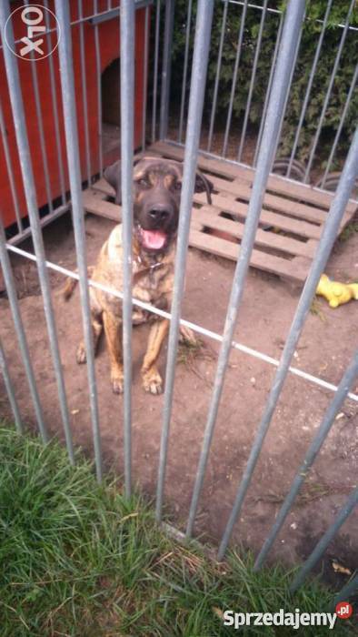 Dogo Canario dog kanaryjski PIES SZCZENIAK Bieruń
