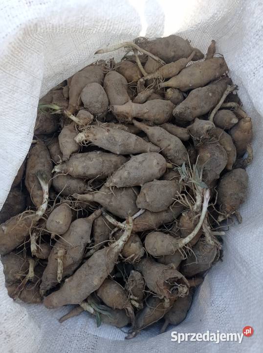 Topinambur ekologiczna uprawa podkarpackie Lubaczów