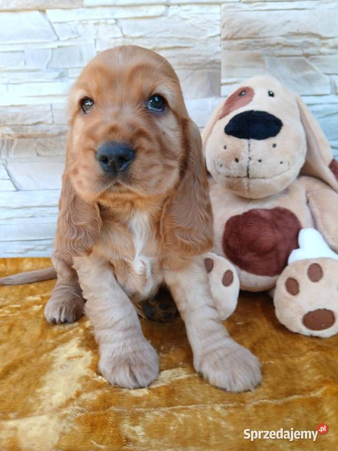 Śliczne Szczenięta Cocker Spaniel Angielski sprzedam