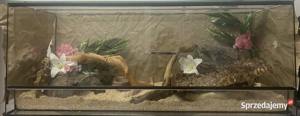 sprzedam duże szklane terarium 100x40x40 śląskie