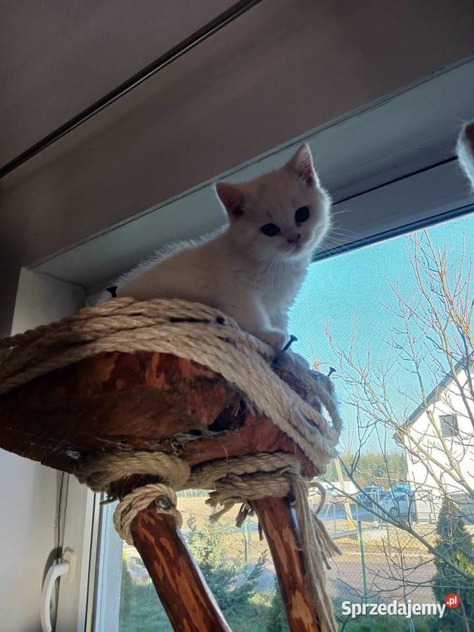 Kocur Brytyjski Smyczyna