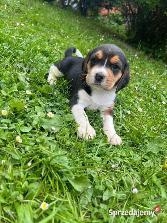 Szczeniaki rasy Beagle Limanowa