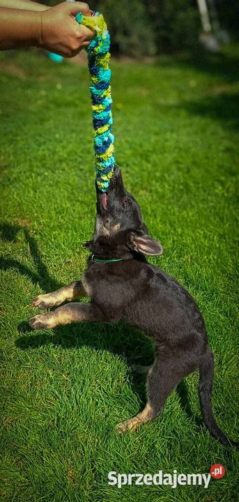 Owczarek niemiecki krótkowłosy suczka czarna lubelskie