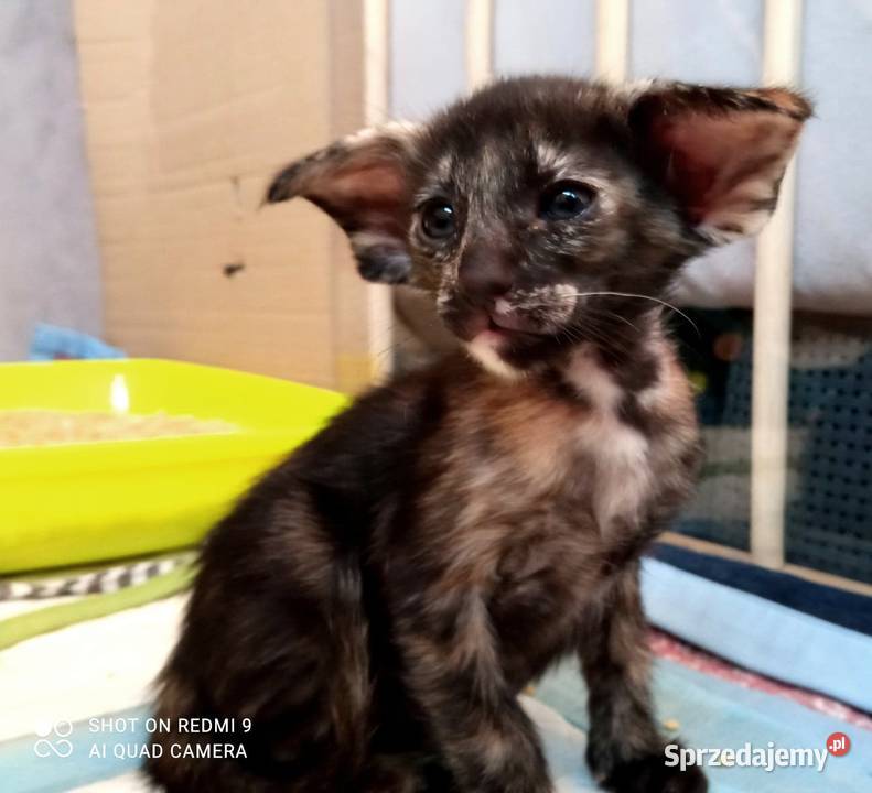 Szylkretowe i cętkowane kocięta orientalne kujawsko-pomorskie