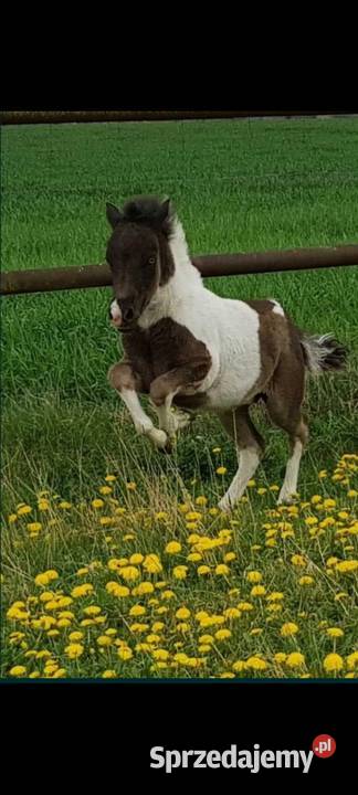 Kuc ogierek posada licencje Srokaty przekazuje