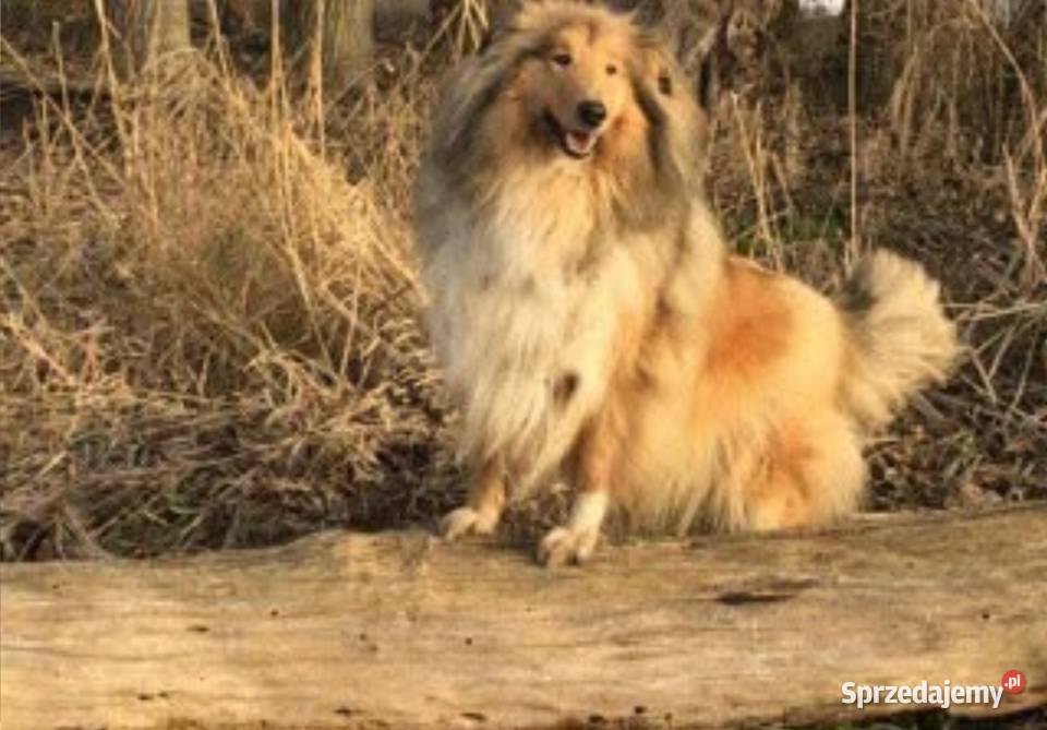 Pies Owczarek Szkocki Collie Koźmin Wielkopolski