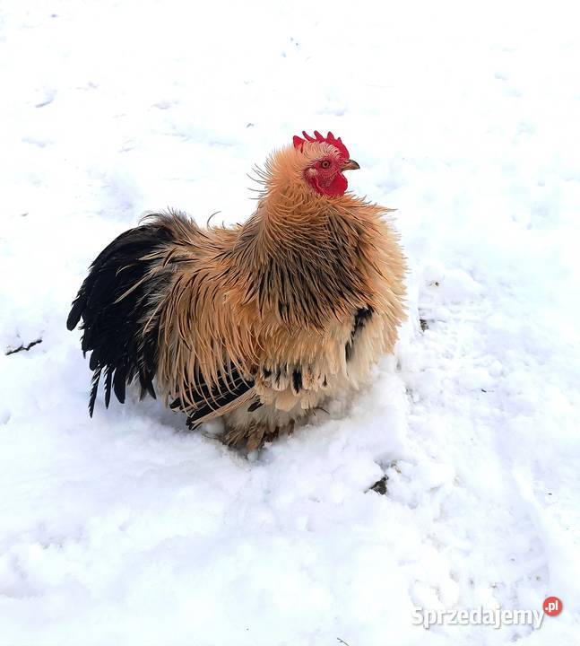 Kochin Miniaturowy przepiękne kogutki 2025 pary Sewerynówka