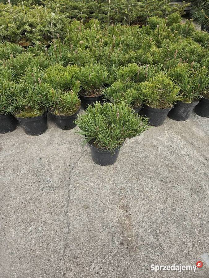 Sosna małopolskie Proszowice