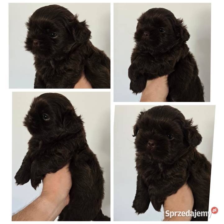 Pieski shih TZU gen czekolada Shih Tzu Staszów