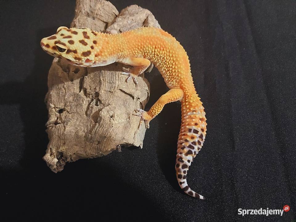 Gekony lamparcie gekon samica Reda