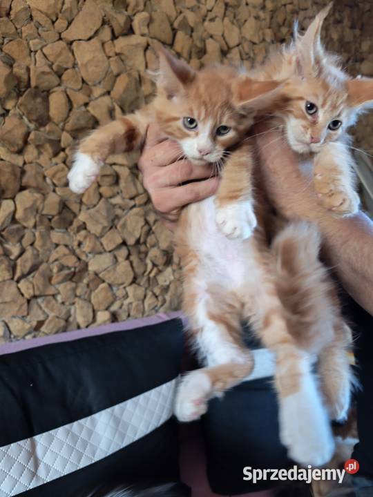Śliczne kotki rasy Maine coon z rodowodem