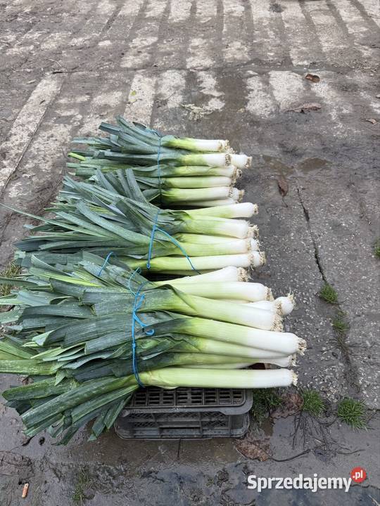 Por na sztuki Nagórnik