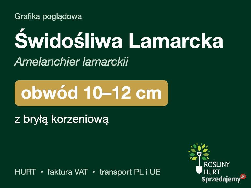 Świdośliwa Lamarcka obwód 1012 z bryłą HURT Liściaste Liściaste