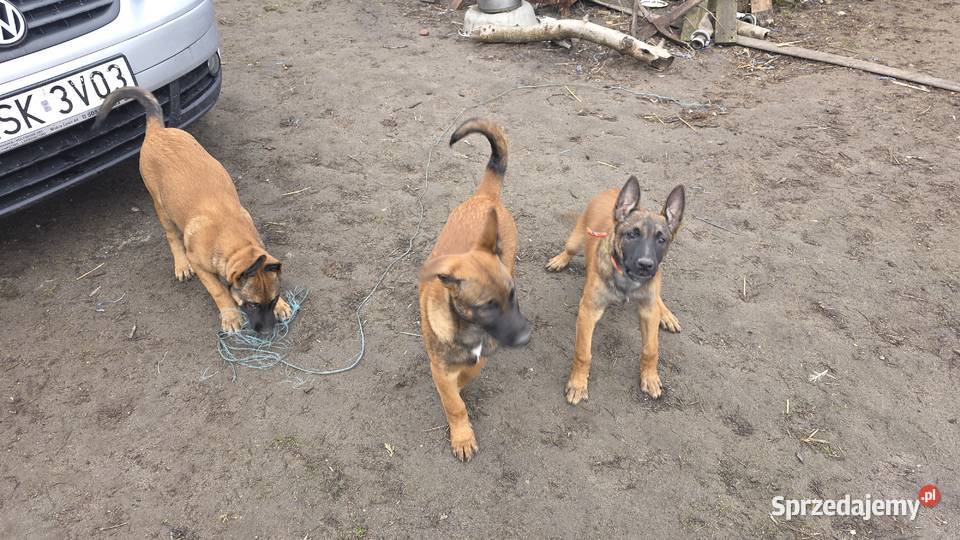 Owczarek belgijski Skierniewice sprzedam