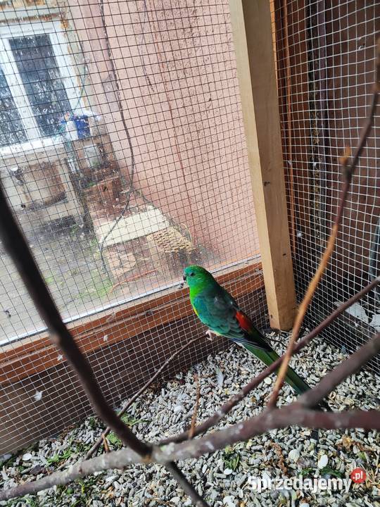 Świergotki dwa samce Wierzbno