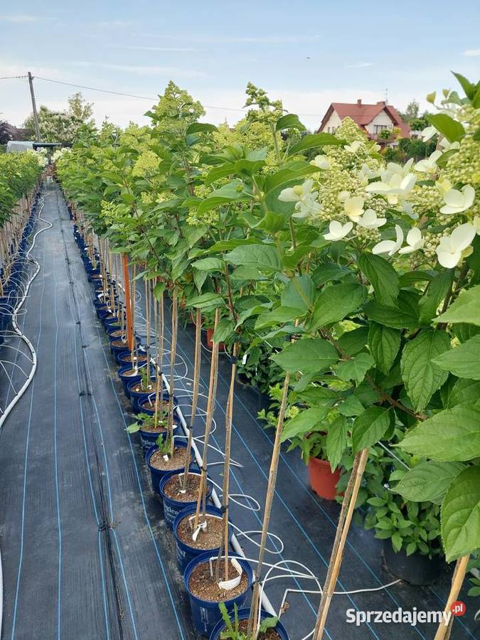 Hortensje Bukietowe na pniu hurt sprzedam