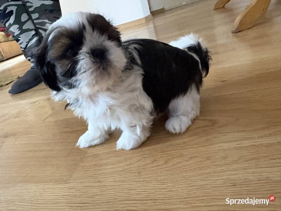 Piesek shih tzu sprzedam