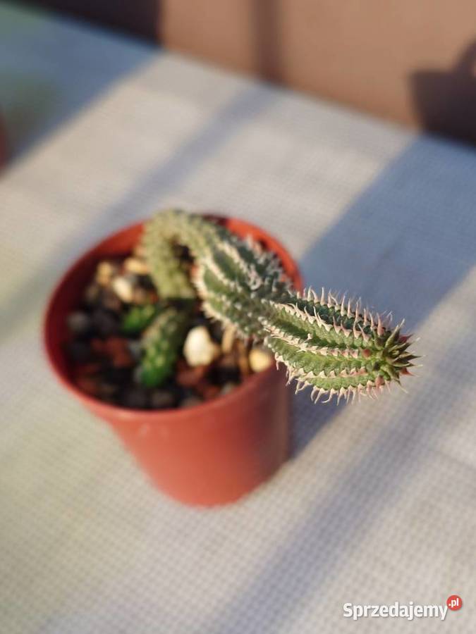 Echidnopsis chrysantha sukulent miniatura Kaktusy i sukulenty Warszawa