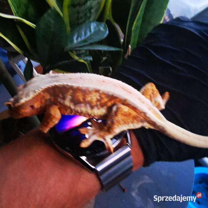 Samica gekon orzęsiony lilly white Kraków