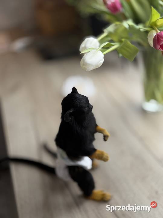 Małpka Tamaryna złotoręka samiczka Skarżysko-Kamienna