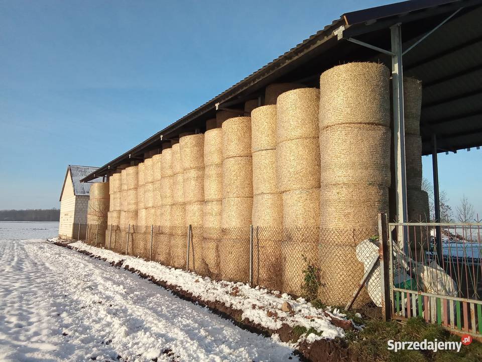 Słoma Słoma z pszenicy Opinogóra Górna