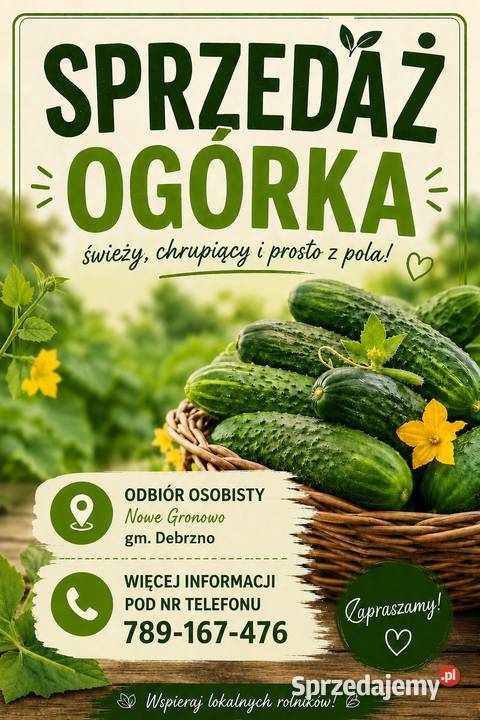 Sprzedaż ogórków gruntowych Debrzno