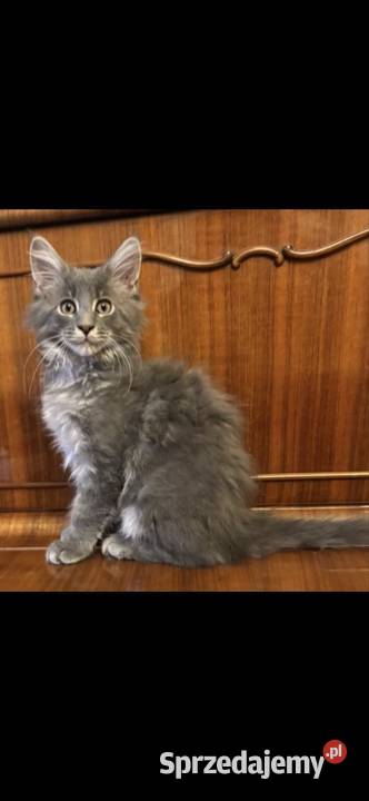Kotki Maine Coon Warszawa