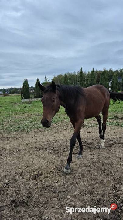 2letnia klacz Konie Rzuchowa