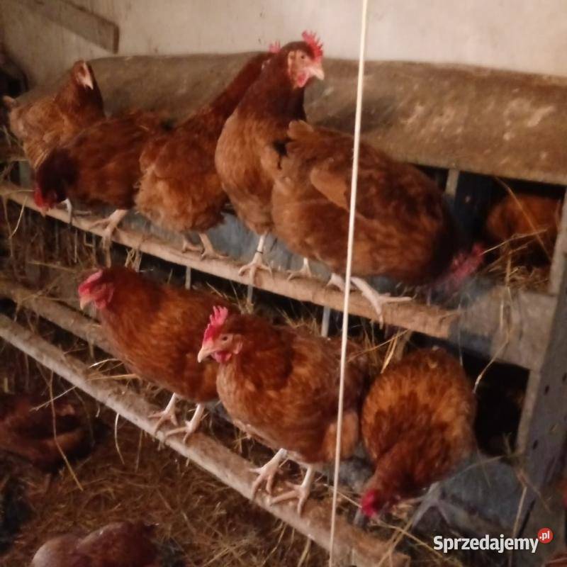 Kury nioski 3 sztuki Białystok