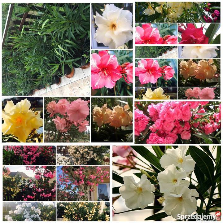 Sadzonki oleander
